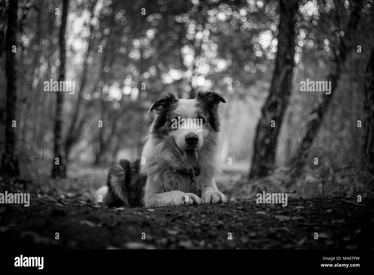 Levi le Border Collie Bleu Merle Banque D'Images