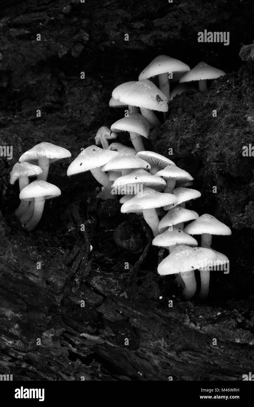Les champignons, touffe de soufre (Hypholoma fasciculare) Holme Fen SSSI réserve naturelle, Cambridgeshire, Angleterre, RU Banque D'Images