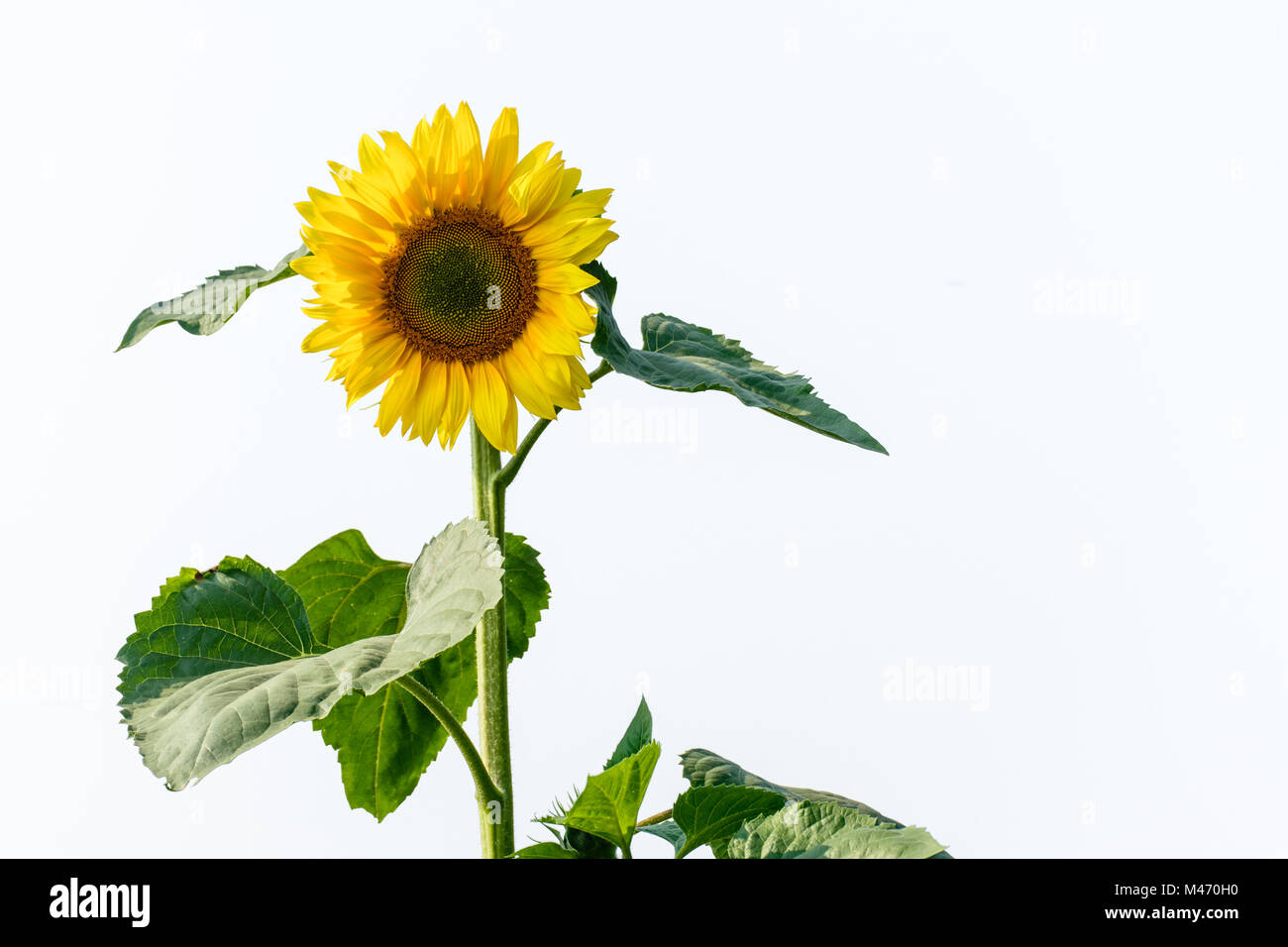 Photo de fond isolé avec tournesol Banque D'Images