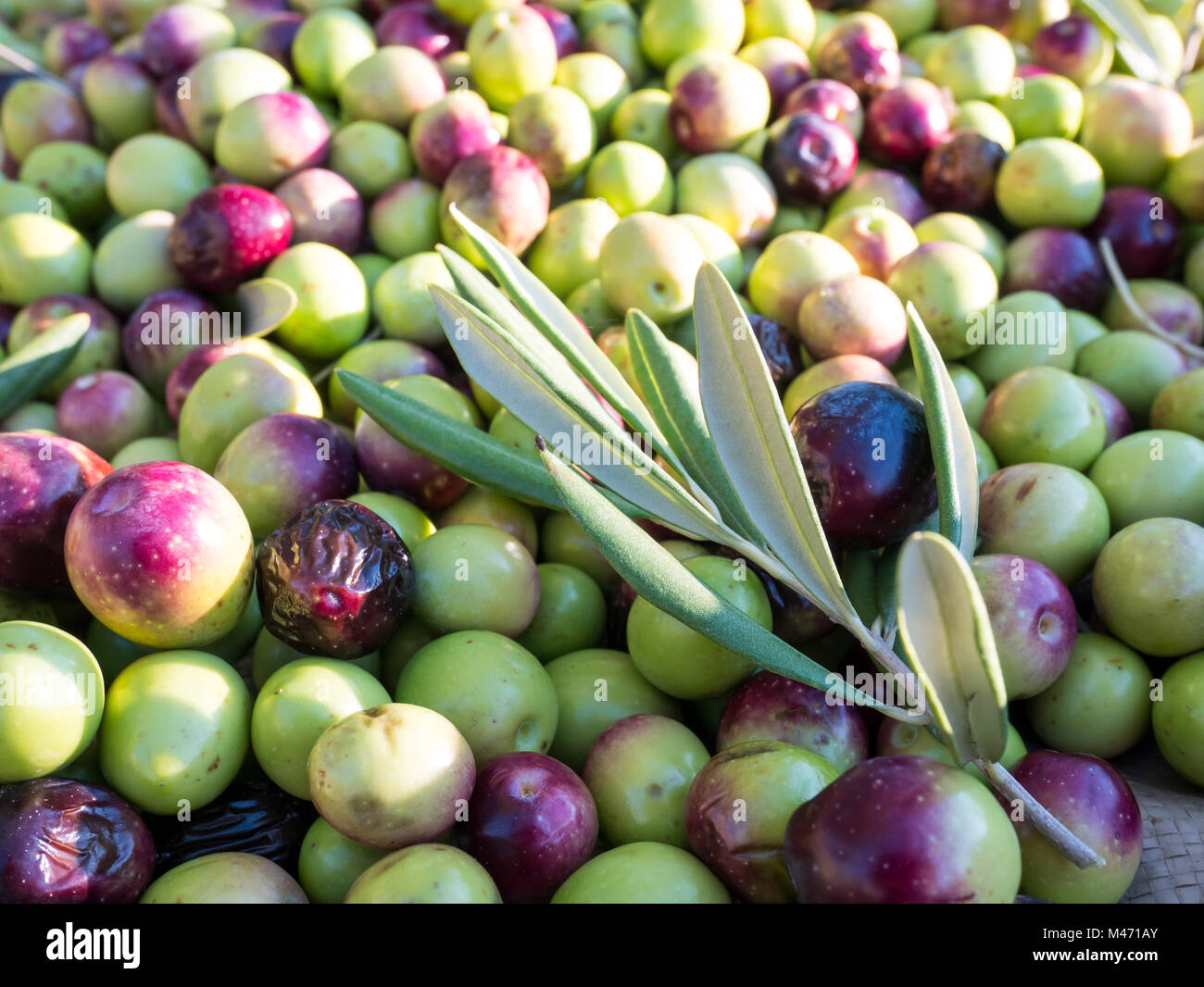 Olives colorées sur le sol close up Banque D'Images