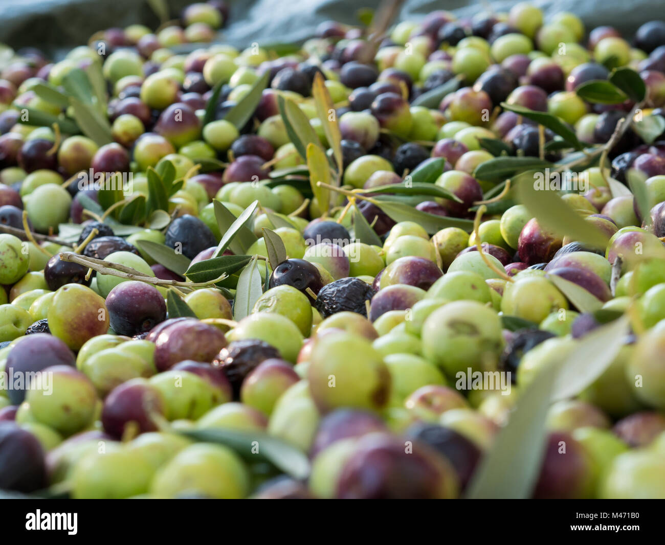 Des olives mûres colorés close up Banque D'Images