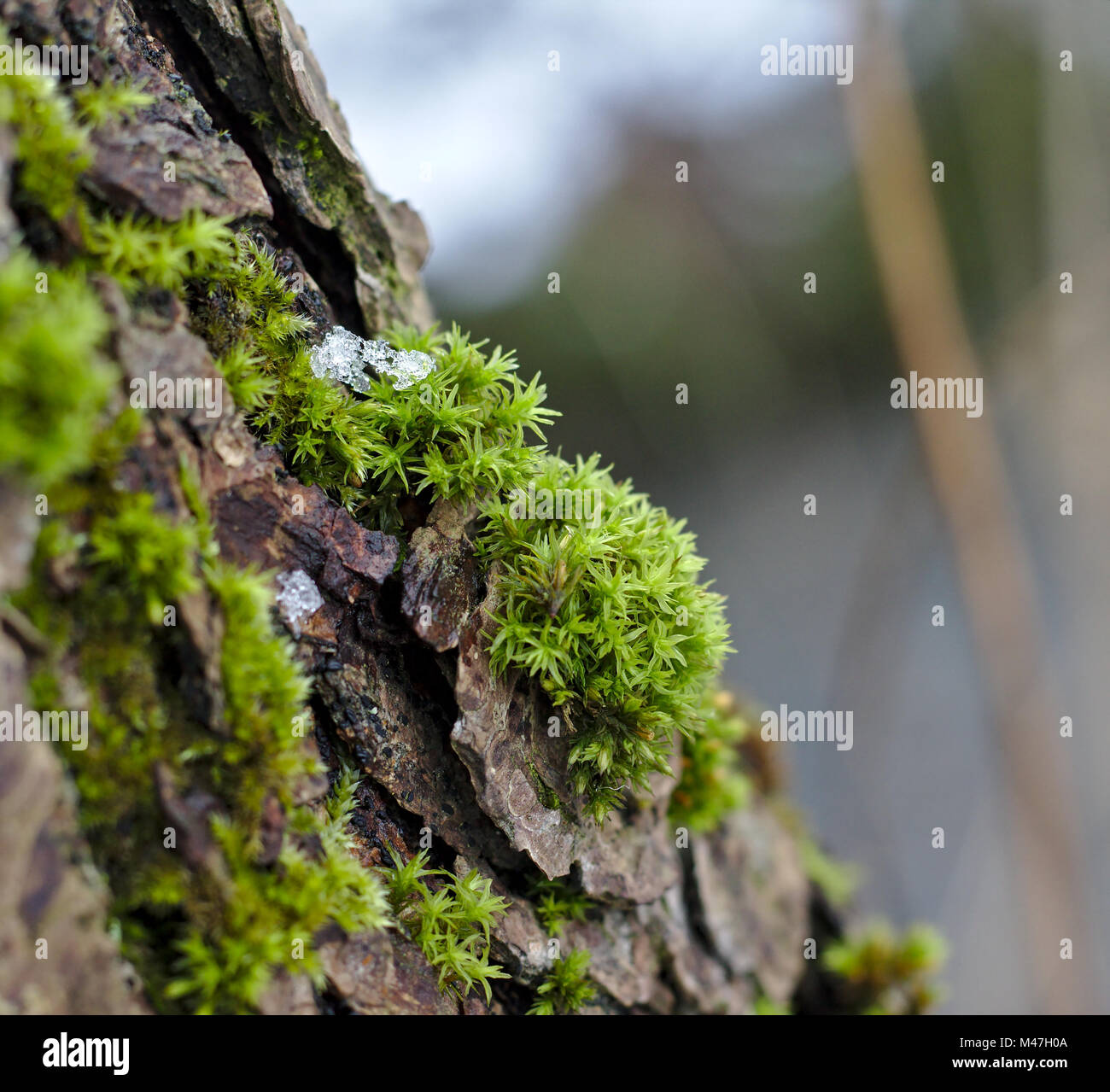 Tronc d'arbre avec mousse verte et petite plaque de glace Banque D'Images