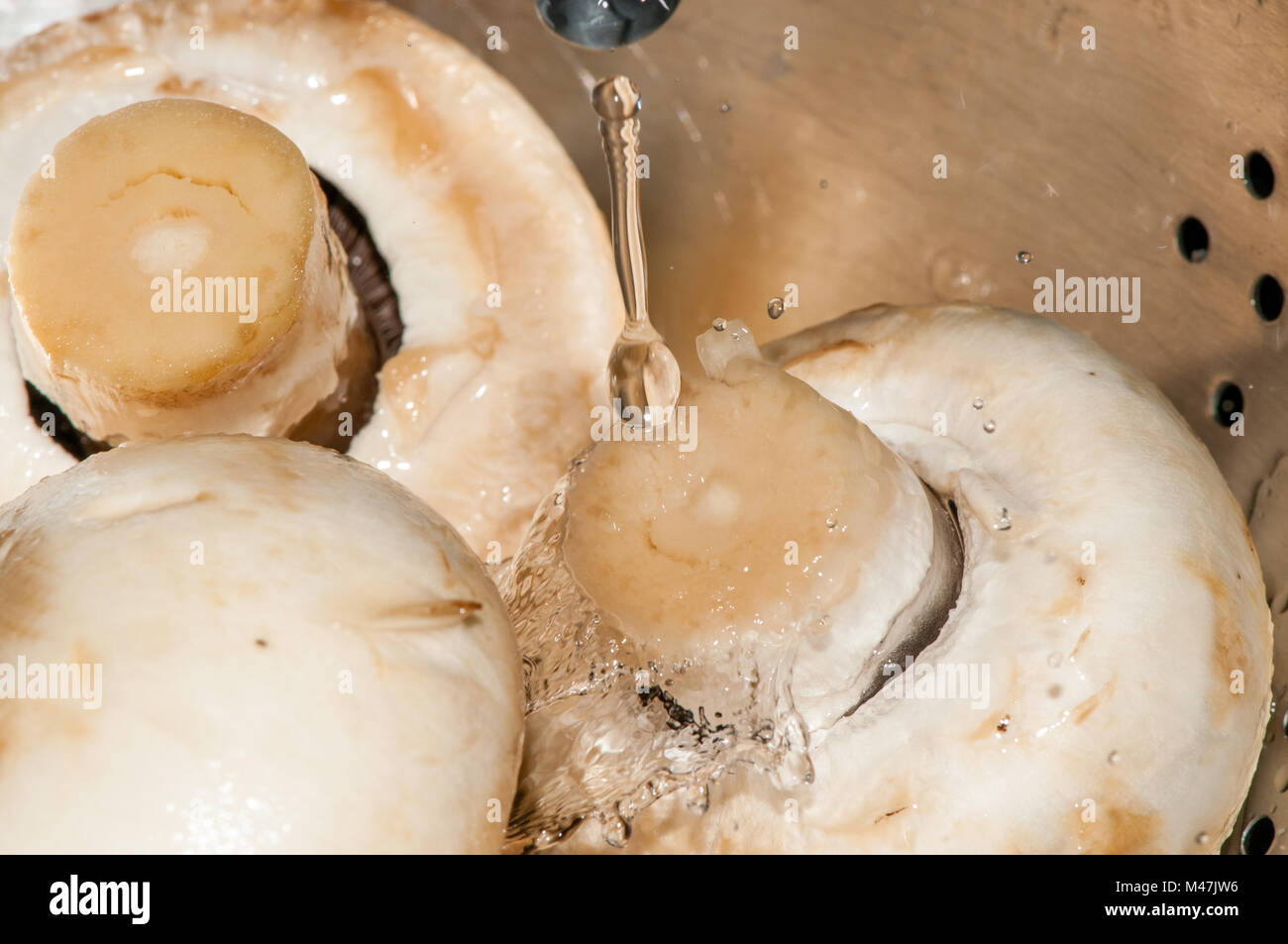 Lave-champignons Agaricus bisporus, Banque D'Images