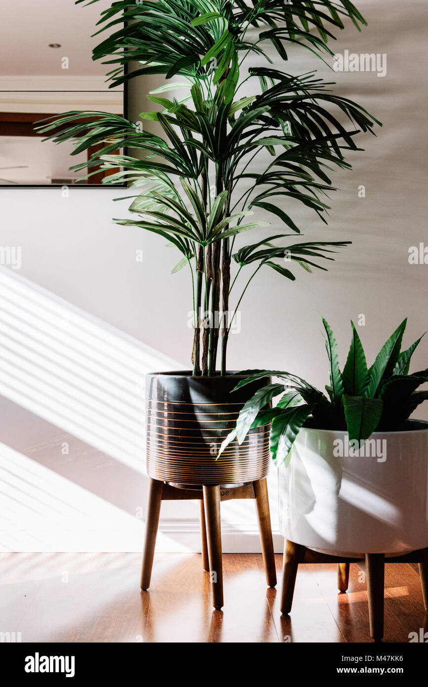 Paire de plantes d'intérieur dans des pots de céramique sur les stands en bois Banque D'Images