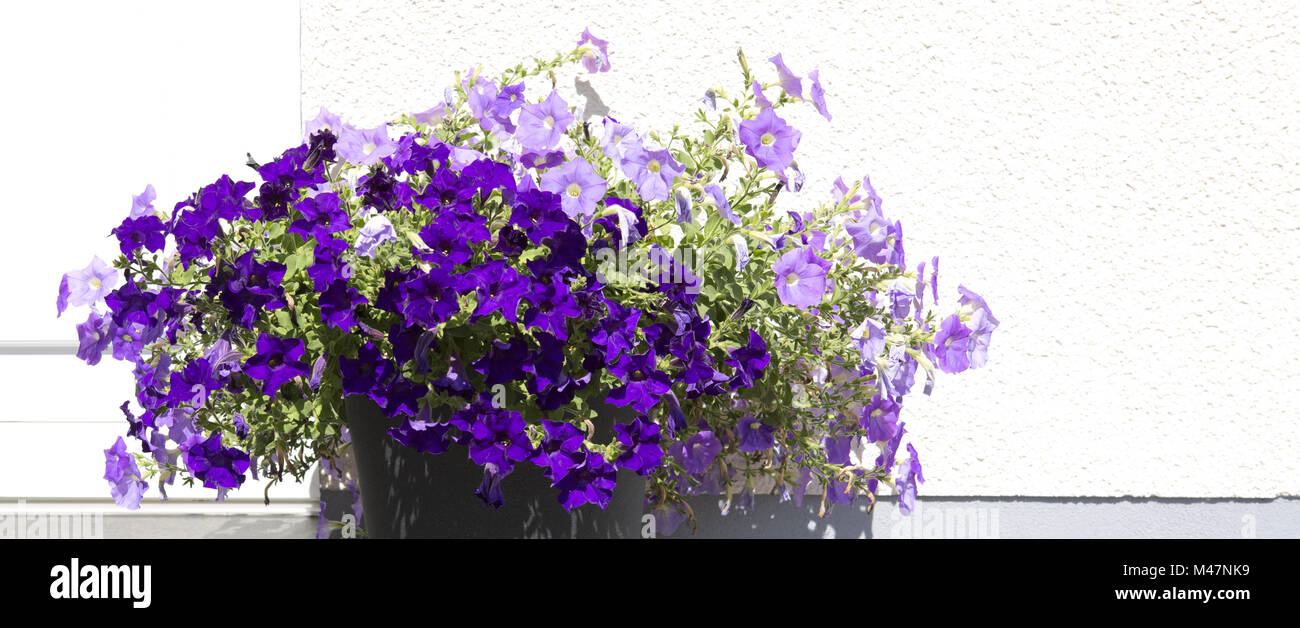 Les pétunias violets à l'apogée de leur gloire au printemps. Banque D'Images