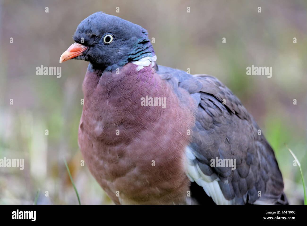 Pigeon ramier commun Banque D'Images