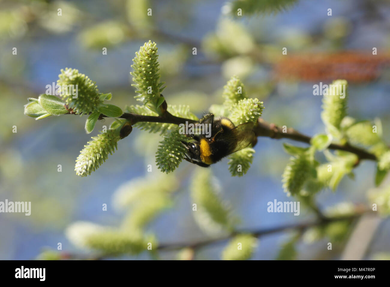 Saule Salix aurita, oreilles, les fleurs femelles avec bumblebee Banque D'Images