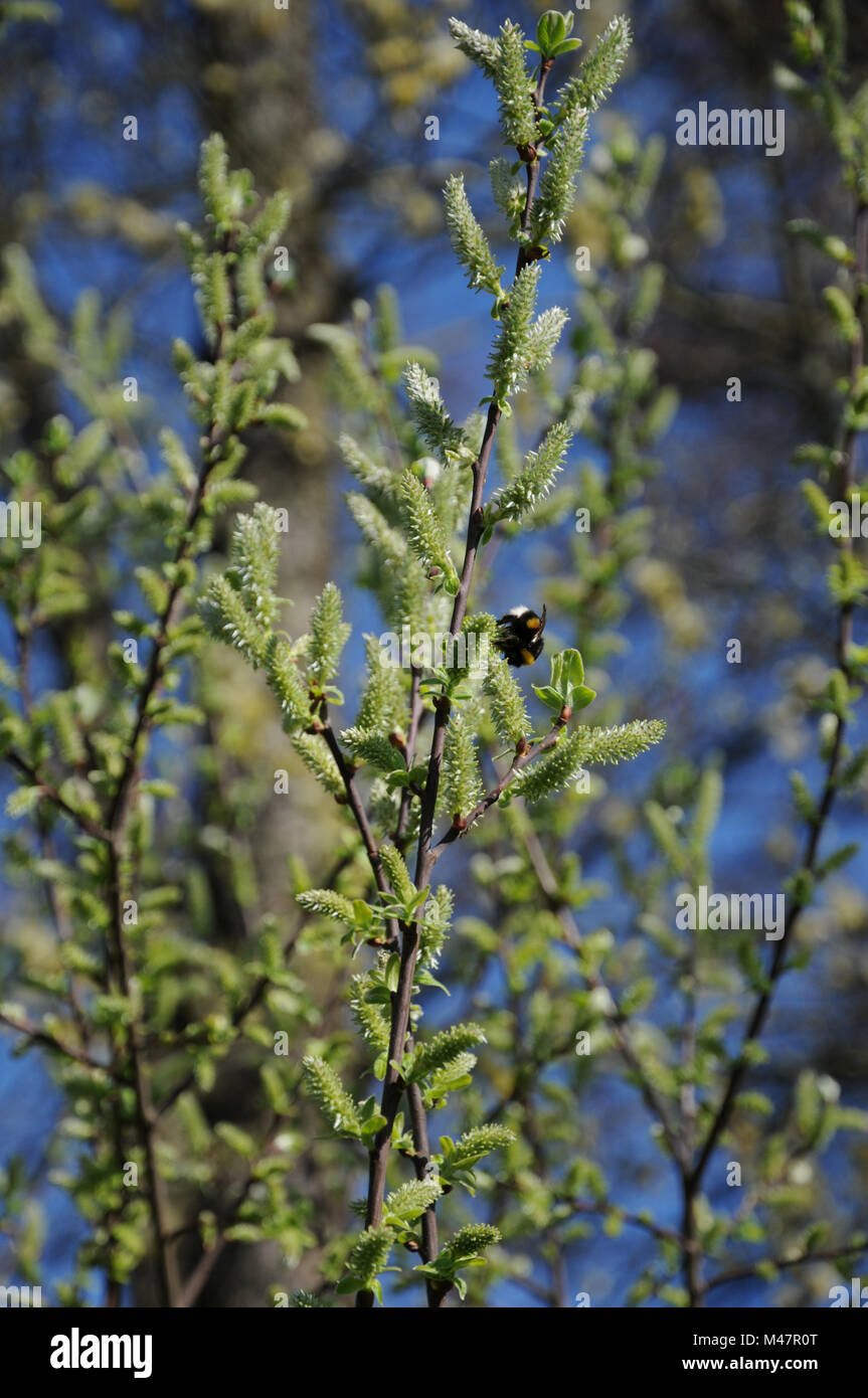 Saule Salix aurita, oreilles, les fleurs femelles avec bumblebee Banque D'Images