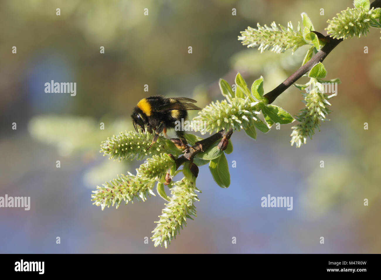 Saule Salix aurita, oreilles, les fleurs femelles avec bumblebee Banque D'Images