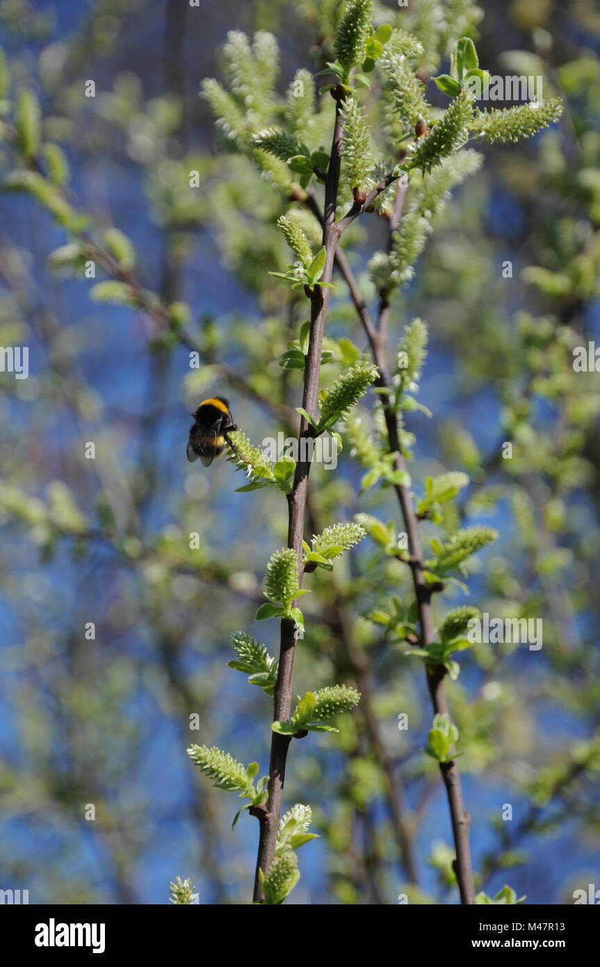 Saule Salix aurita, oreilles, les fleurs femelles avec bumblebee Banque D'Images