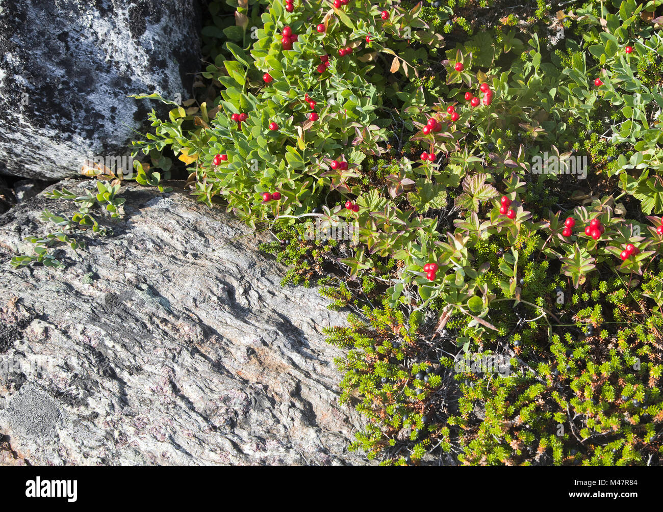 Dwarf cornel aux fruits rouges Banque D'Images