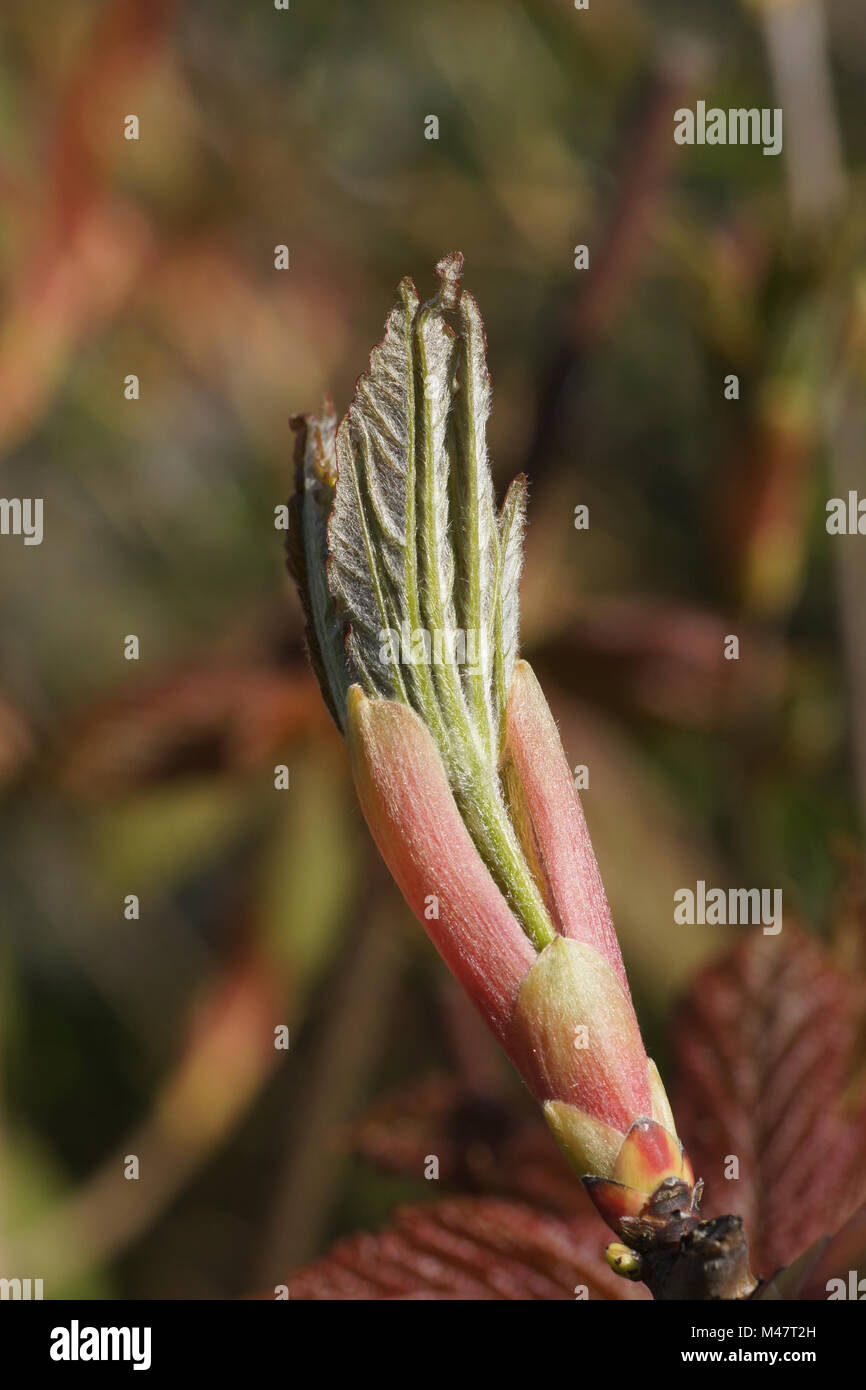 L'érable sycomore, Acer pseudoplatanus, jeunes pousses Banque D'Images