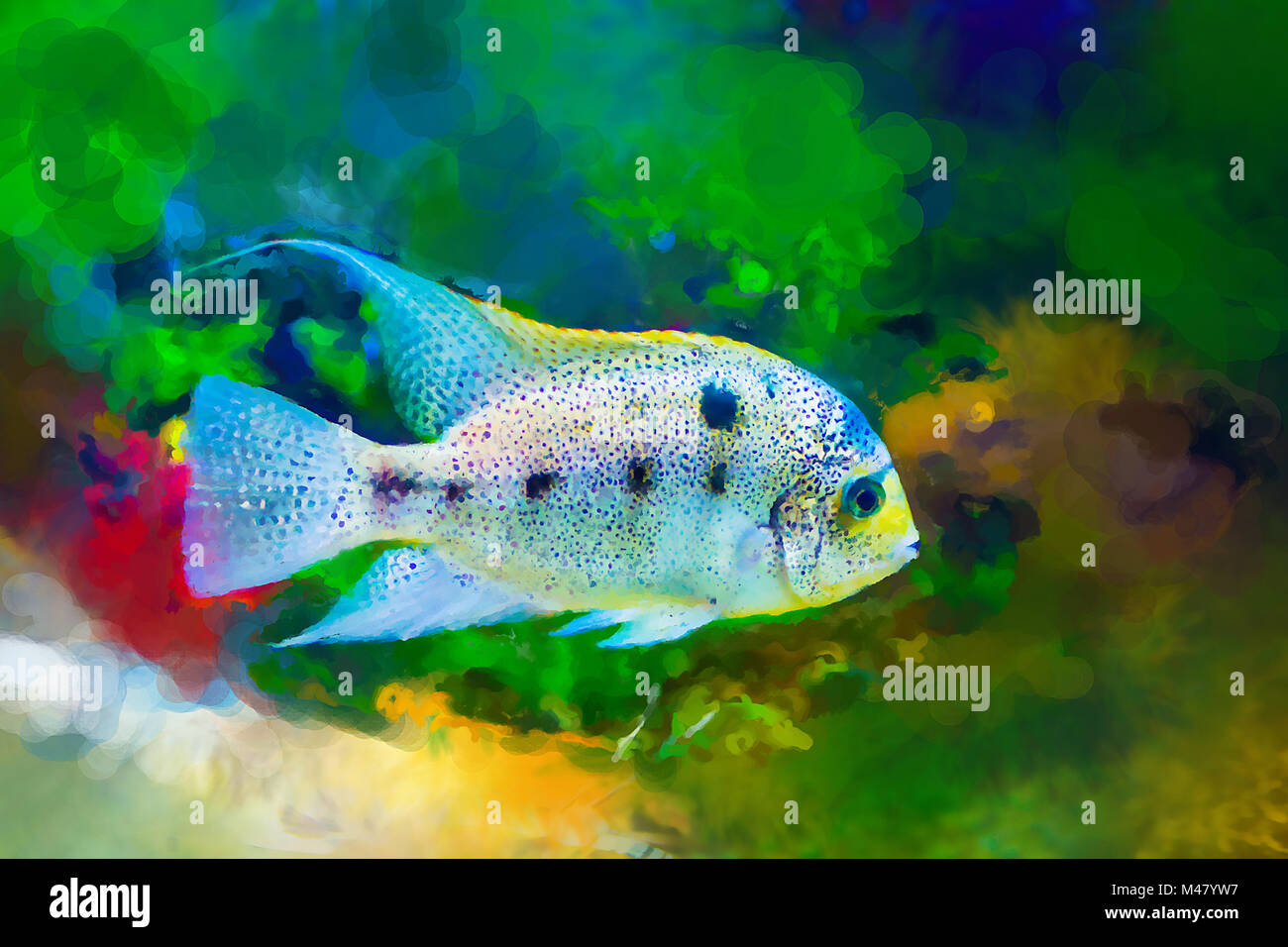 Poissons tropicaux aux couleurs vives sur fond d'algues Banque D'Images
