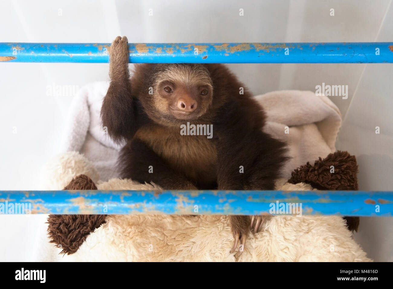 Les deux orphelines Hoffmann-toed Sloth bébé (Choloepus hoffmanni) play time en pépinière à l'Sloth Sanctuary Banque D'Images