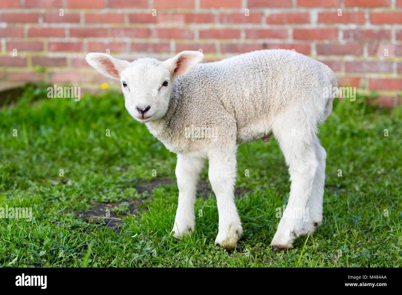Un agneau nouveau-né blanc debout dans l'herbe verte avec mur Banque D'Images