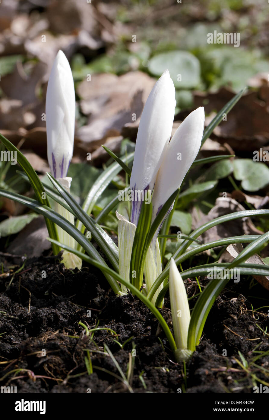 Crocus fleurs au printemps Banque D'Images