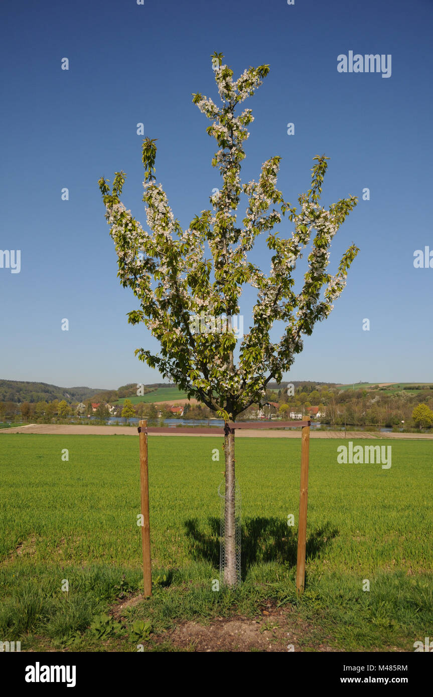 Prunus avium, cerise, jalonnement, de protéger l'écorce Banque D'Images