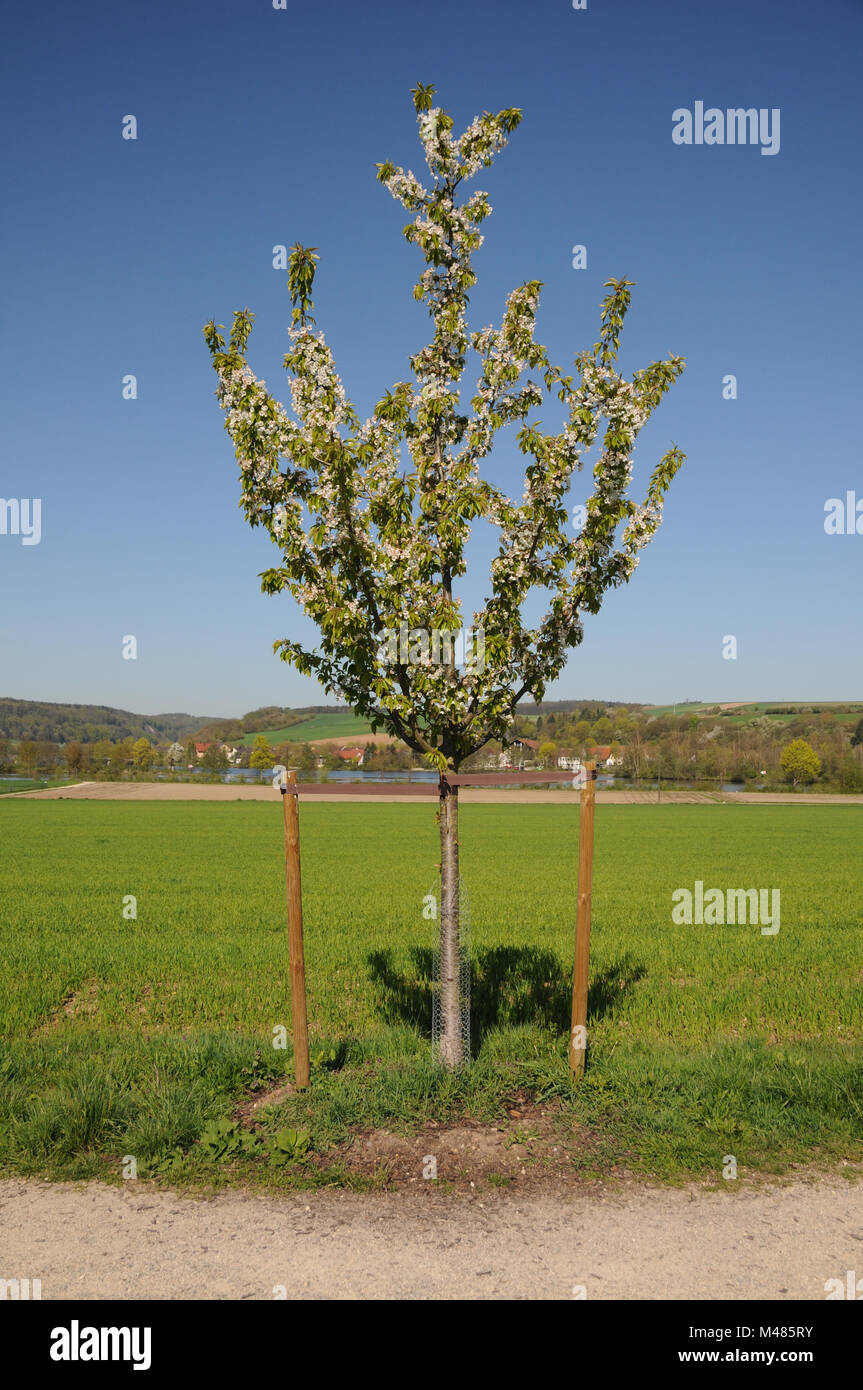 Prunus avium, cerise, jalonnement, de protéger l'écorce Banque D'Images