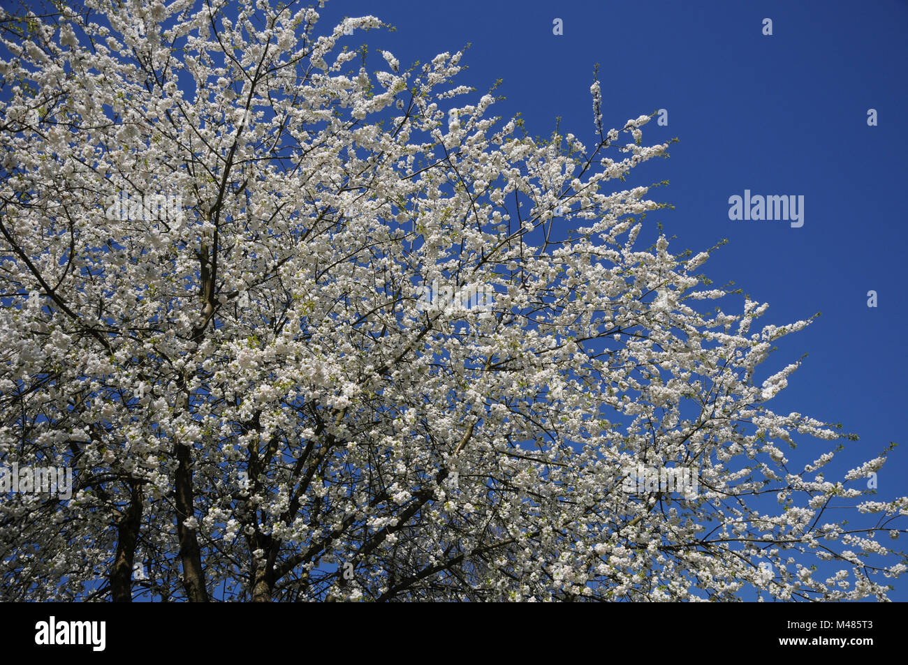 Prunus avium Plenum, le cerisier à fleurs doubles Banque D'Images
