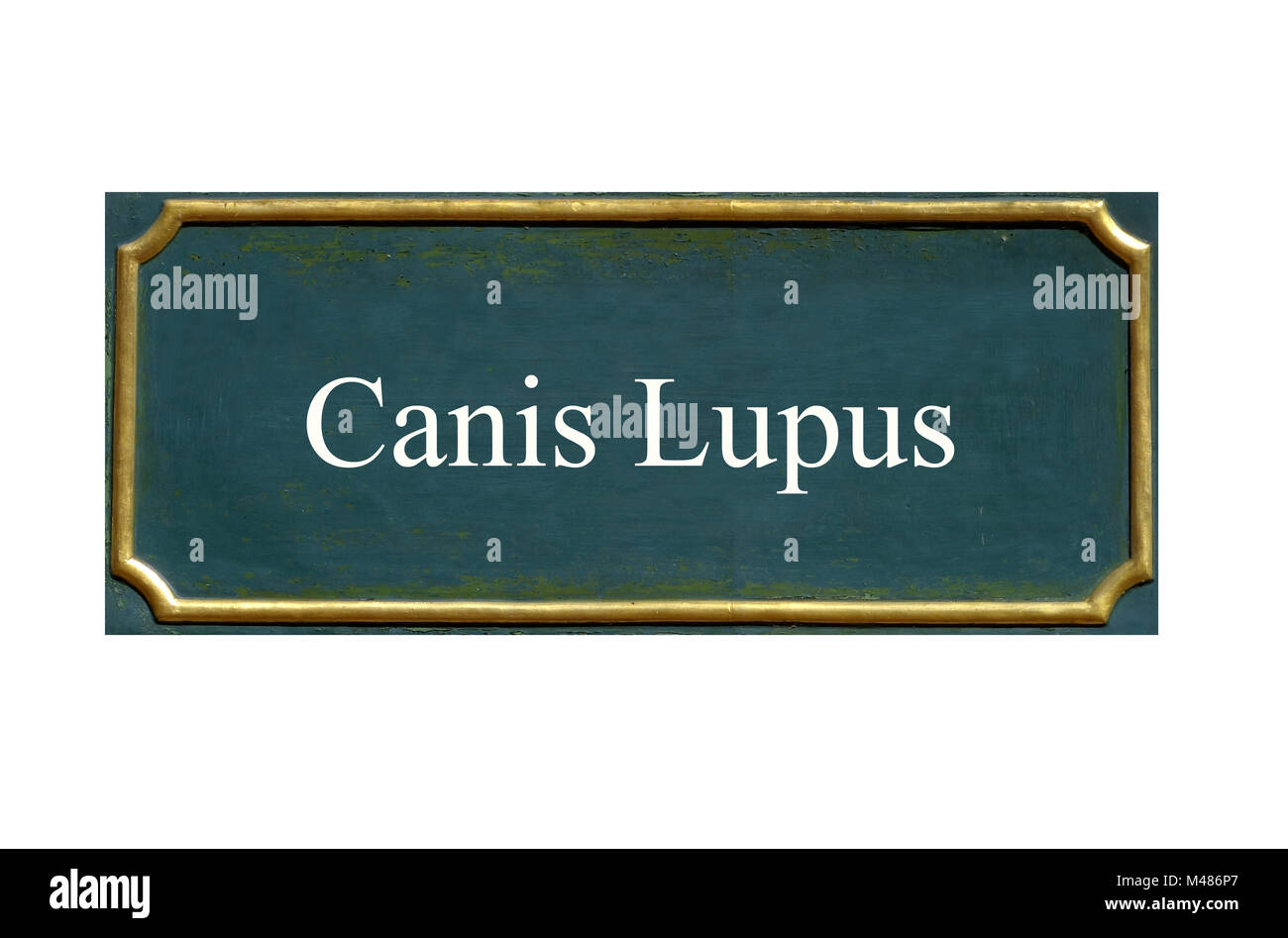 Protéger le loup, canis lupus, espèce animale menacée Banque D'Images Protéger le loup, canis lupus, espèce animale menacée Banque D'Images