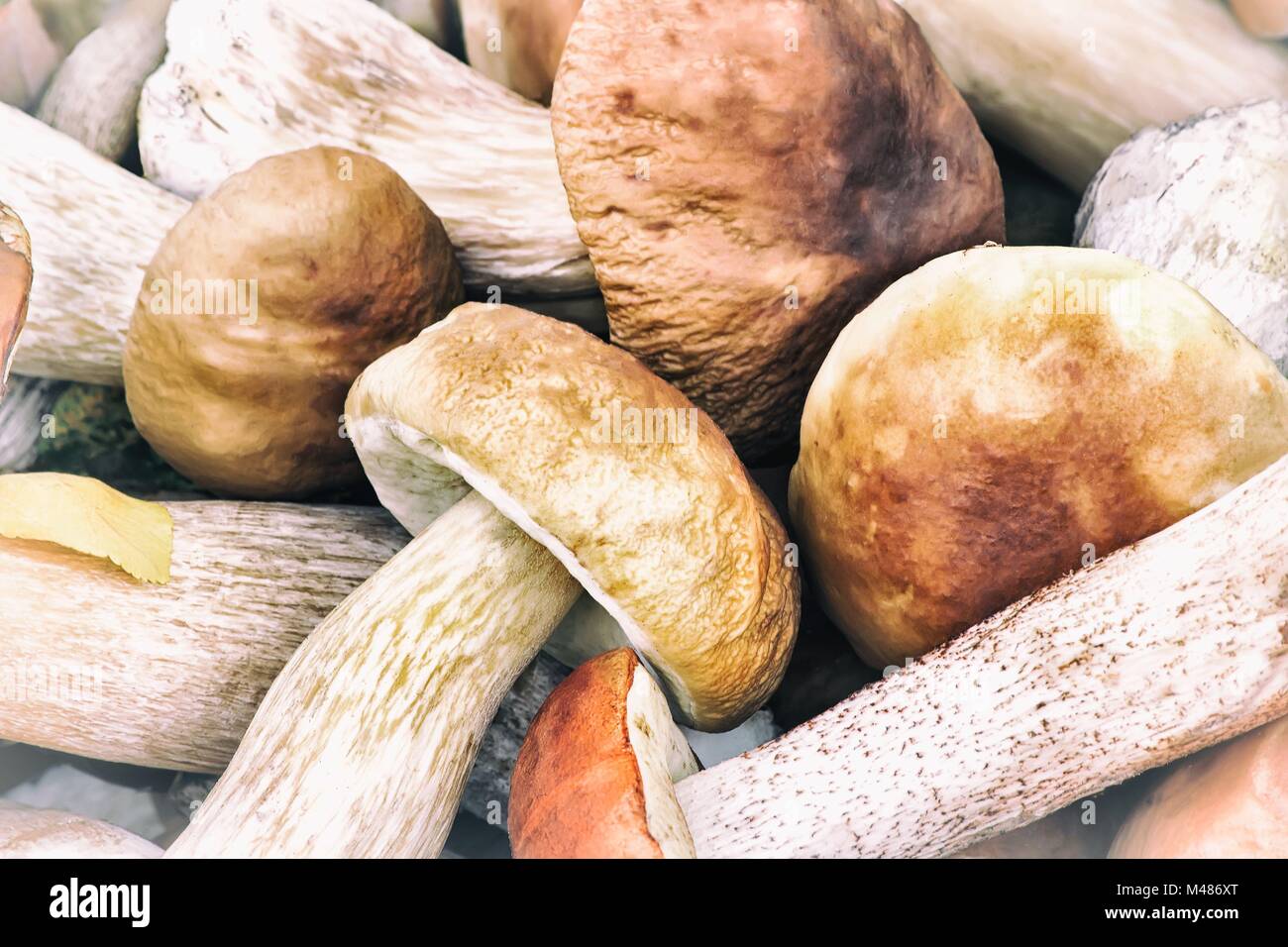 Beaux champignons sur l'herbe dans la forêt. Banque D'Images