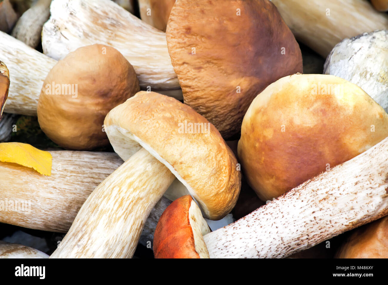 Beaux champignons sur l'herbe dans la forêt. Banque D'Images