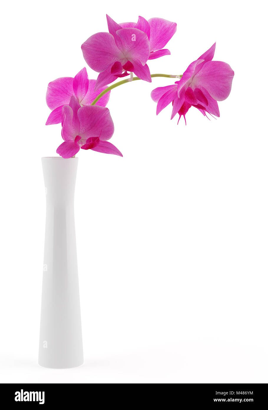 Fleurs d'orchidée dans un vase isolé sur fond blanc. 3d illustration Banque D'Images