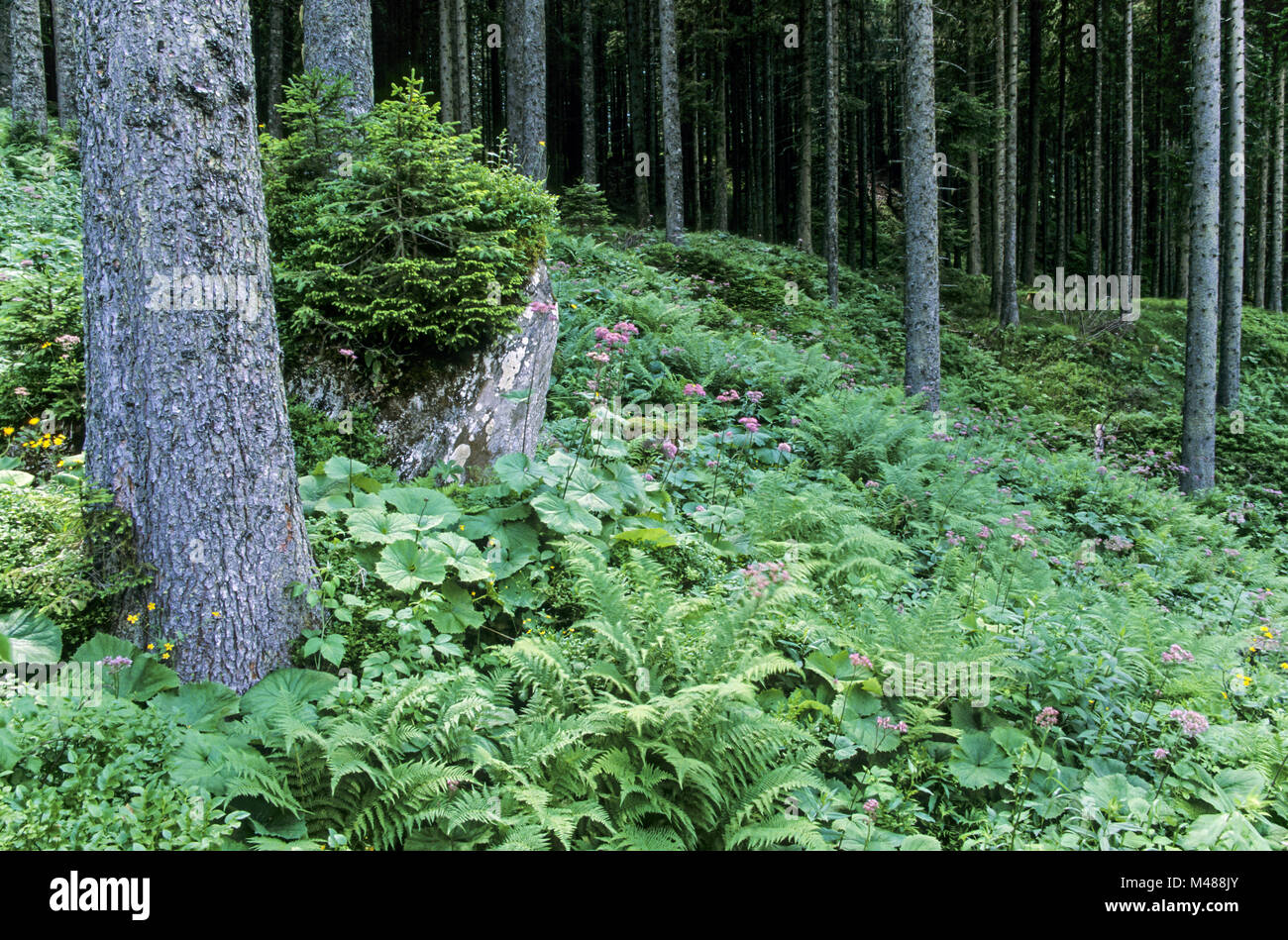 La forêt de montagne avec sapins et fern / Rauris Banque D'Images