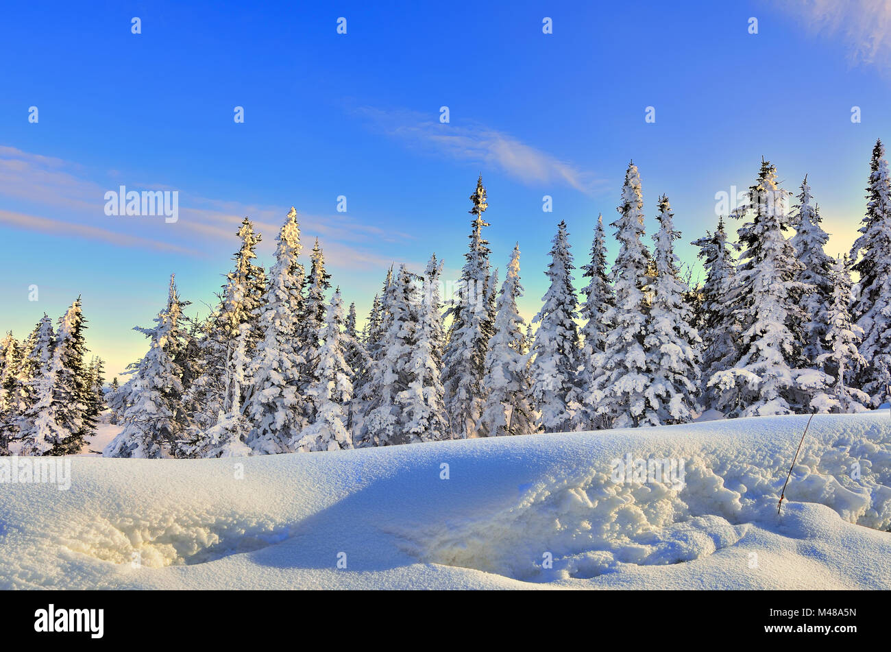 Forêt d'hiver au douces couleurs d'un coucher de soleil Banque D'Images