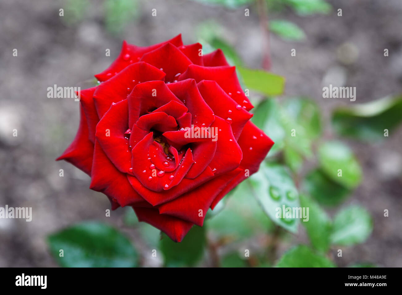 Rose rouge foncé avec des gouttes de pluie dans l'été Banque D'Images