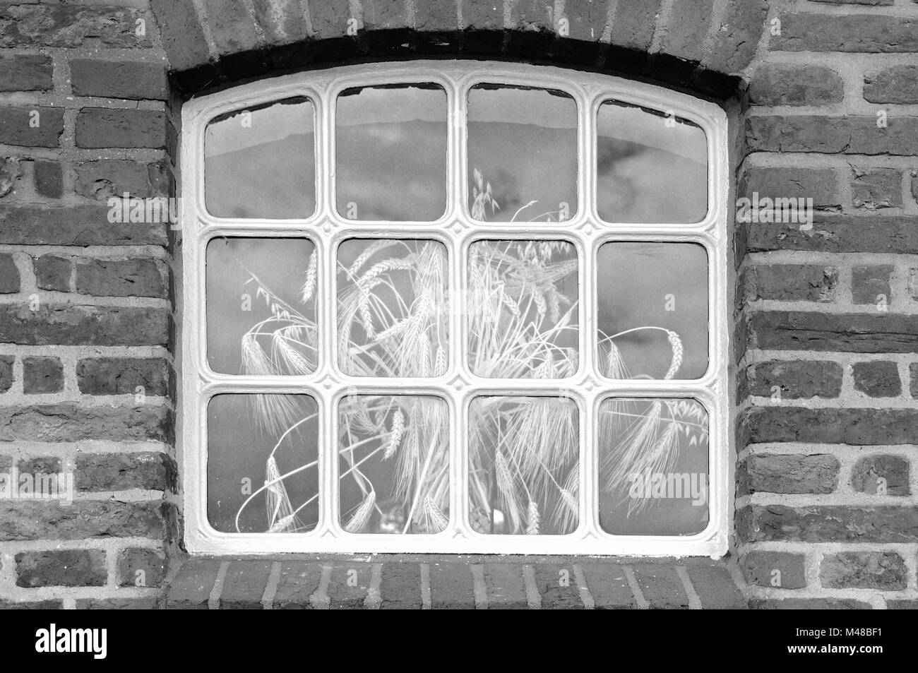 Bouquet de grain par la fenêtre en noir et blanc Banque D'Images