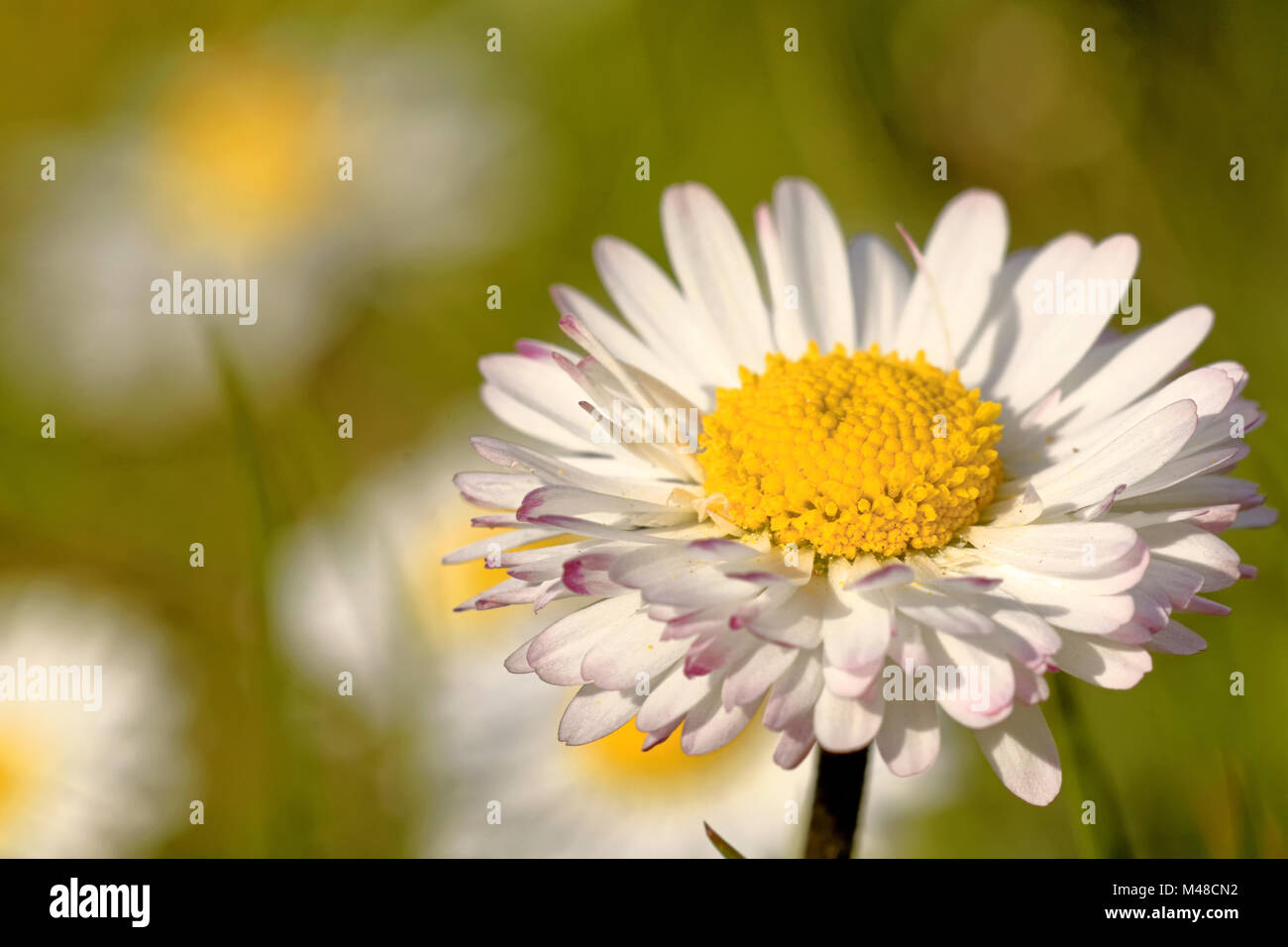 Marguerite commune Banque D'Images