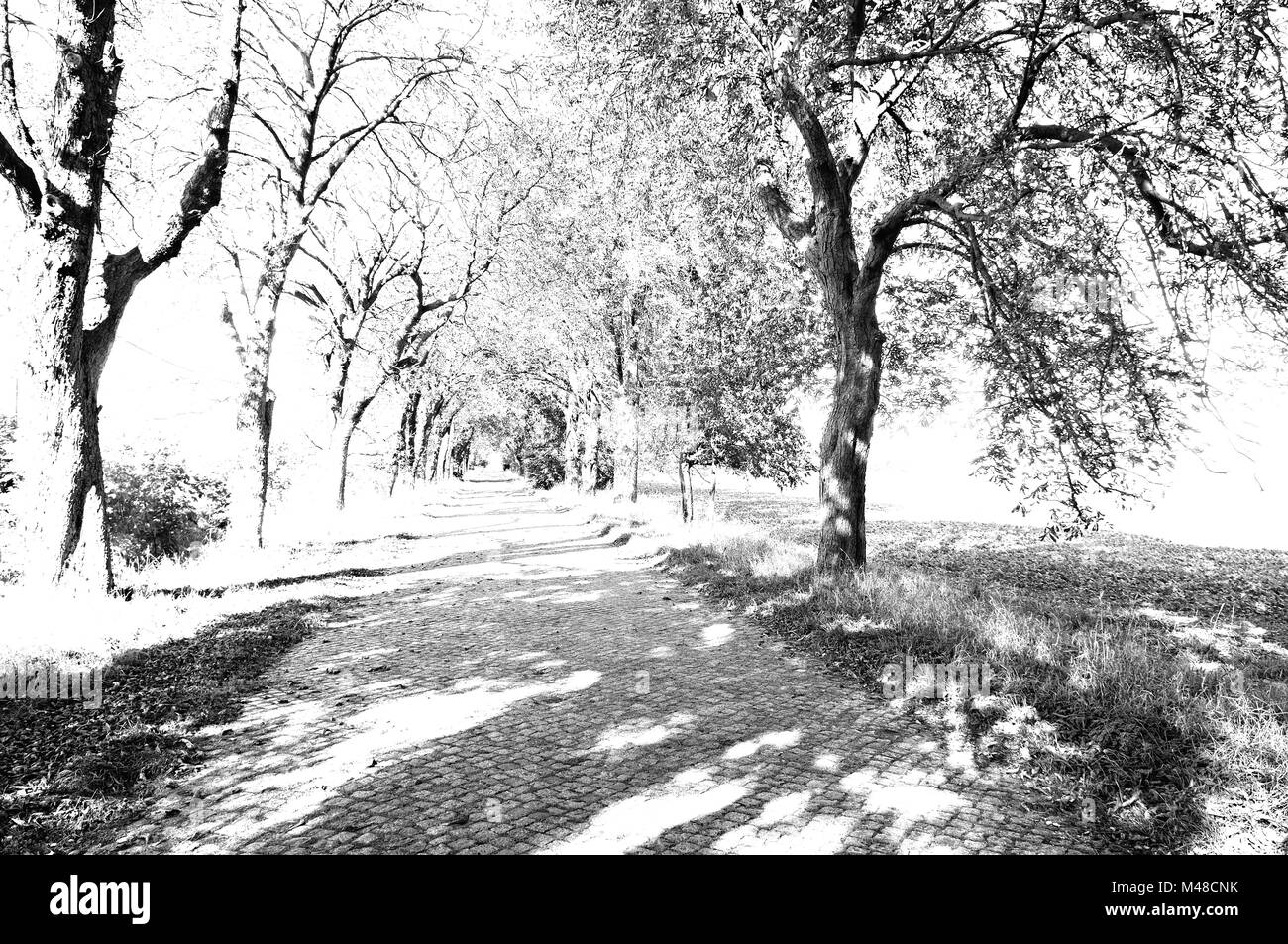 L'automne dans le lime avenue à Reinberg Allemagne white Banque D'Images