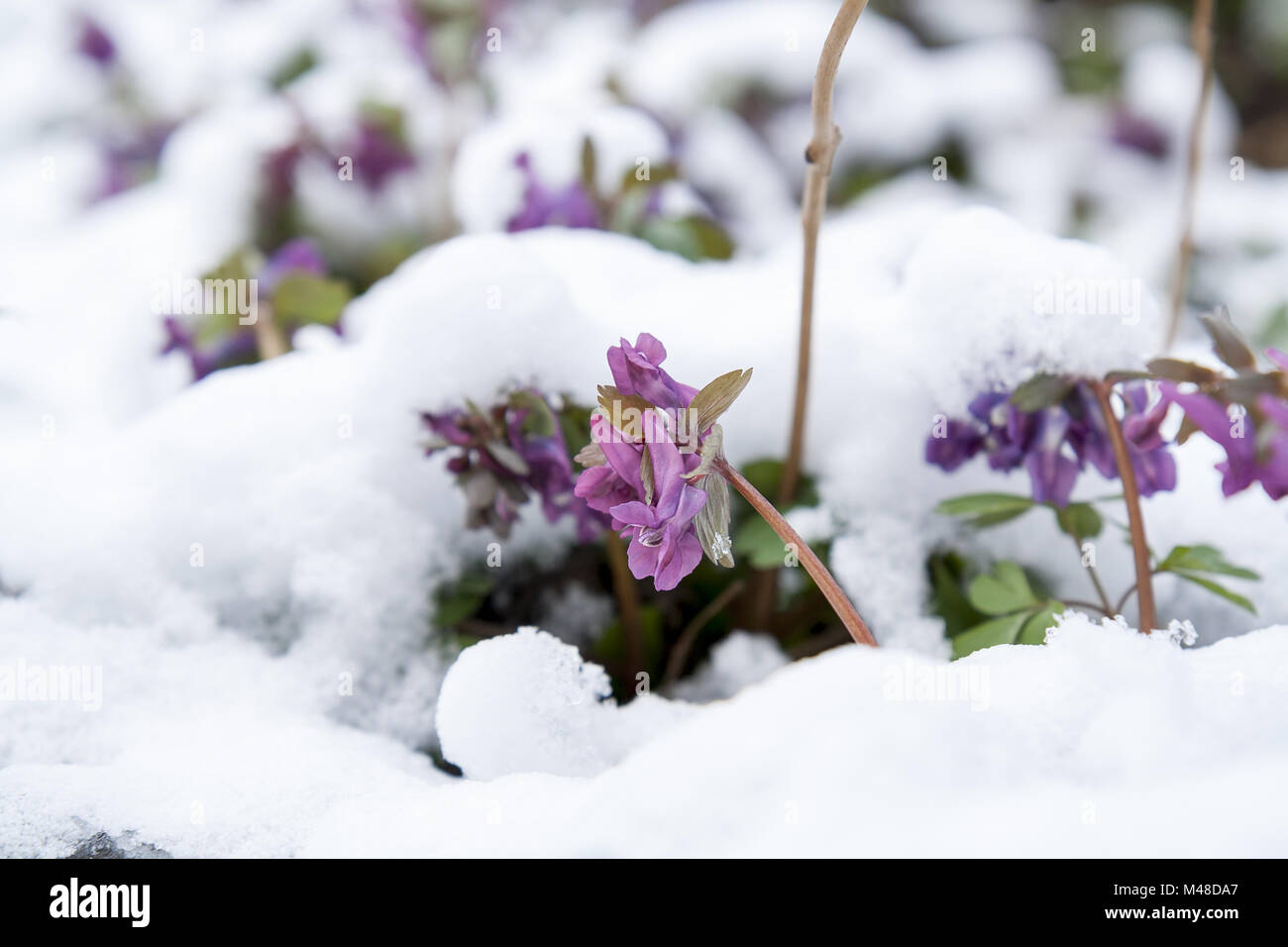 Hollowroot violet printemps (corydalis) Fleur couverte de neige Banque D'Images