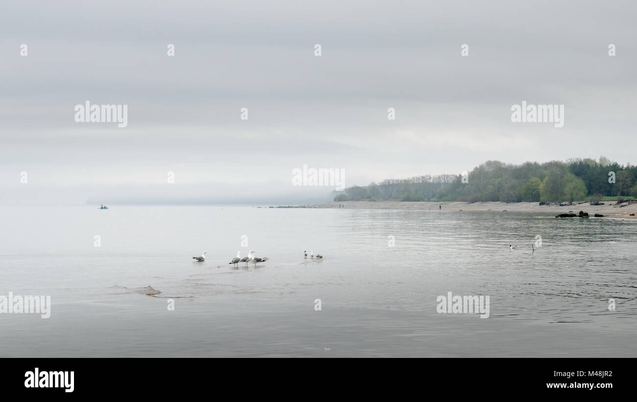 Matin brumeux sur la côte du golfe de Finlande, l'Estonie Banque D'Images