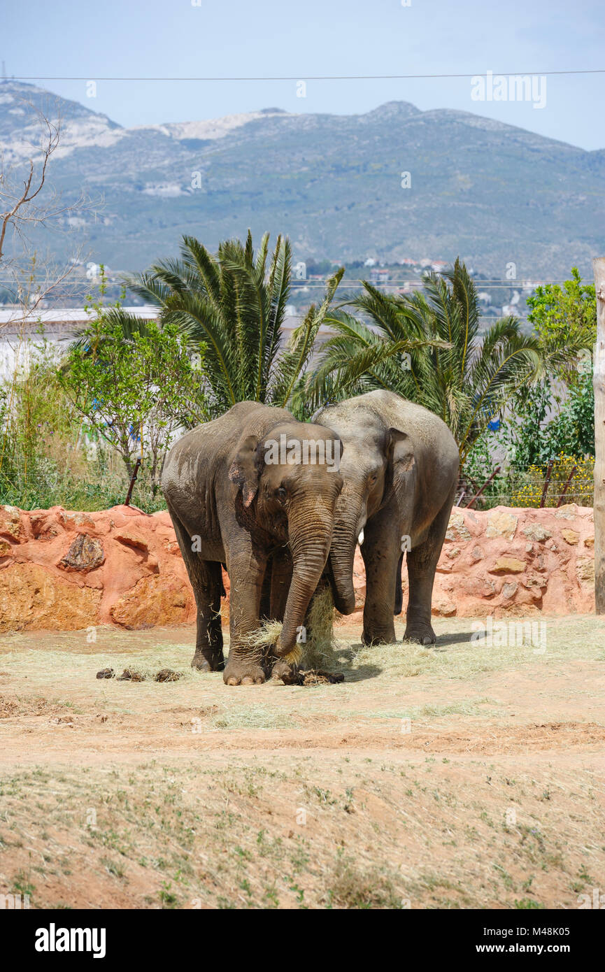 Deux éléphants d'Asie dans un zoo Banque D'Images