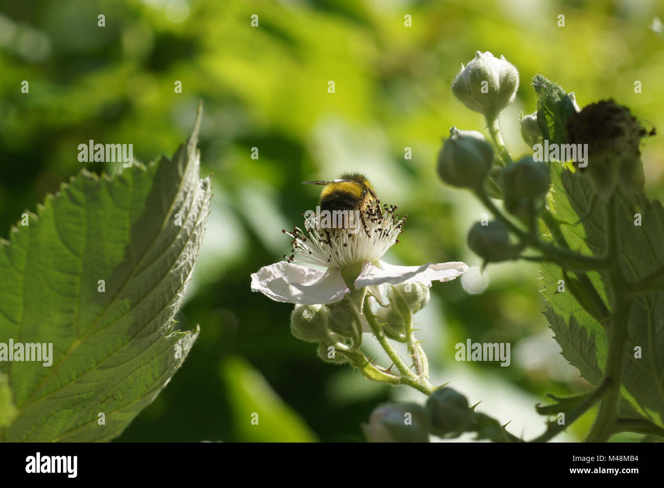 Rubus fruticosus, Blackberry, fleur avec bourdon Banque D'Images