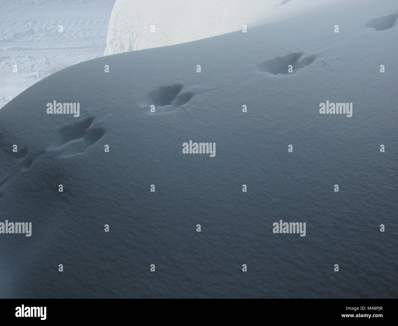 La martre sont connus pour leur saut géant dans la neige, laissant derrière les pistes paires de martre d'hiver les pistes. Banque D'Images