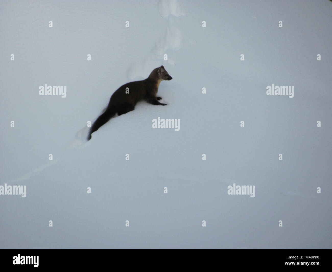 La martre est l'une des communes du parc d'animaux d'hiver. Après une chute de neige, les pistes sont souvent considérés. La martre d'hiver Banque D'Images