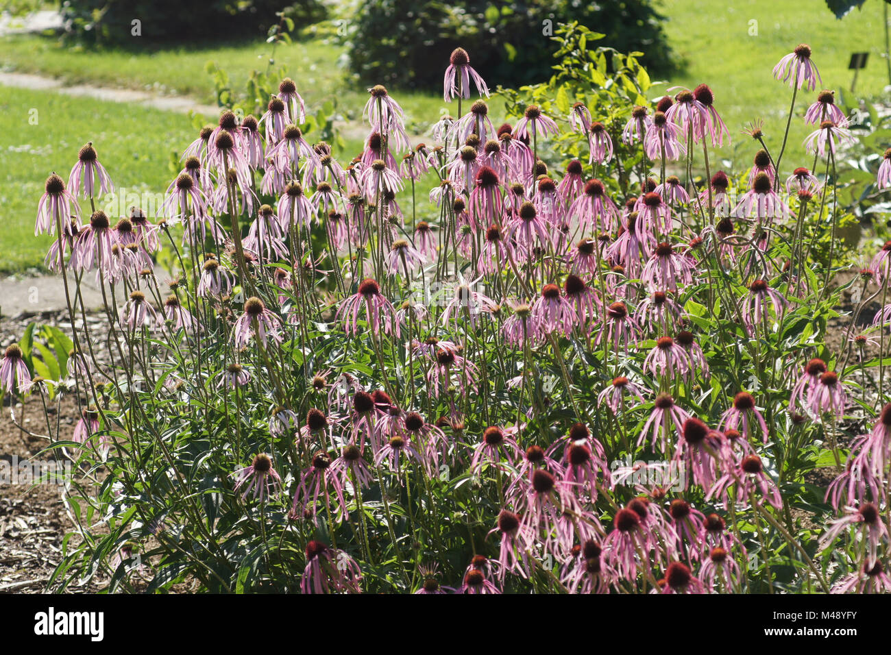 Echinacea angustifolia, rouge d'échinacée à feuilles étroites Banque D'Images