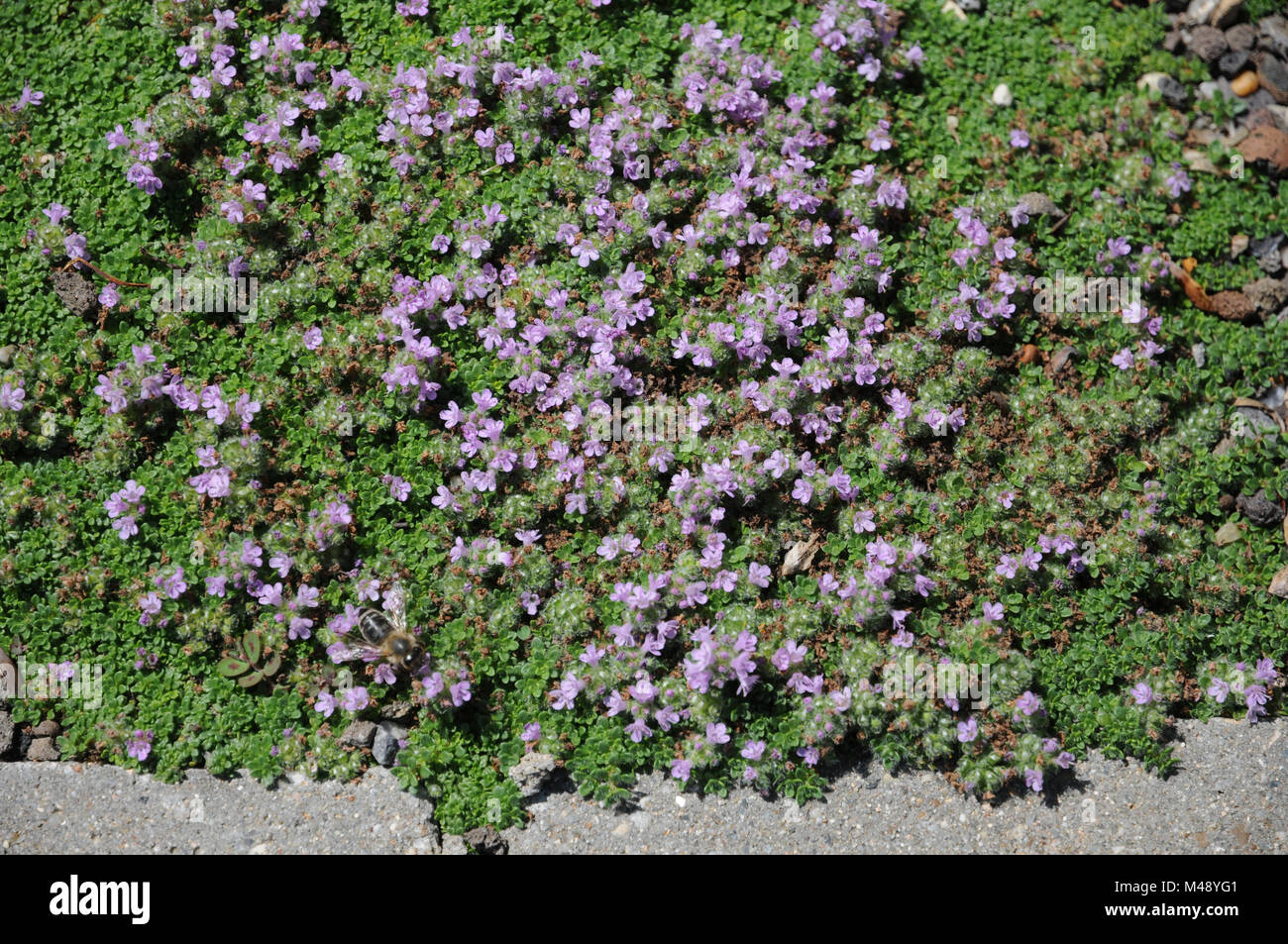 Thymus serpyllum ssp. tanaensis, Tana le thym sauvage Banque D'Images