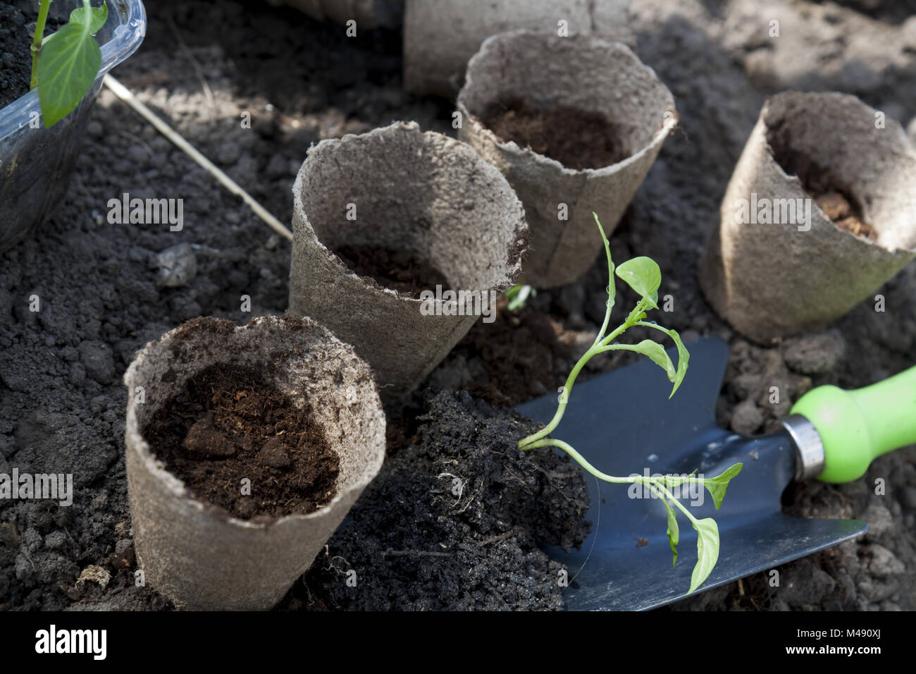 La plantation de jeunes plants de poivrons en pots de tourbe sur fond de sol Banque D'Images