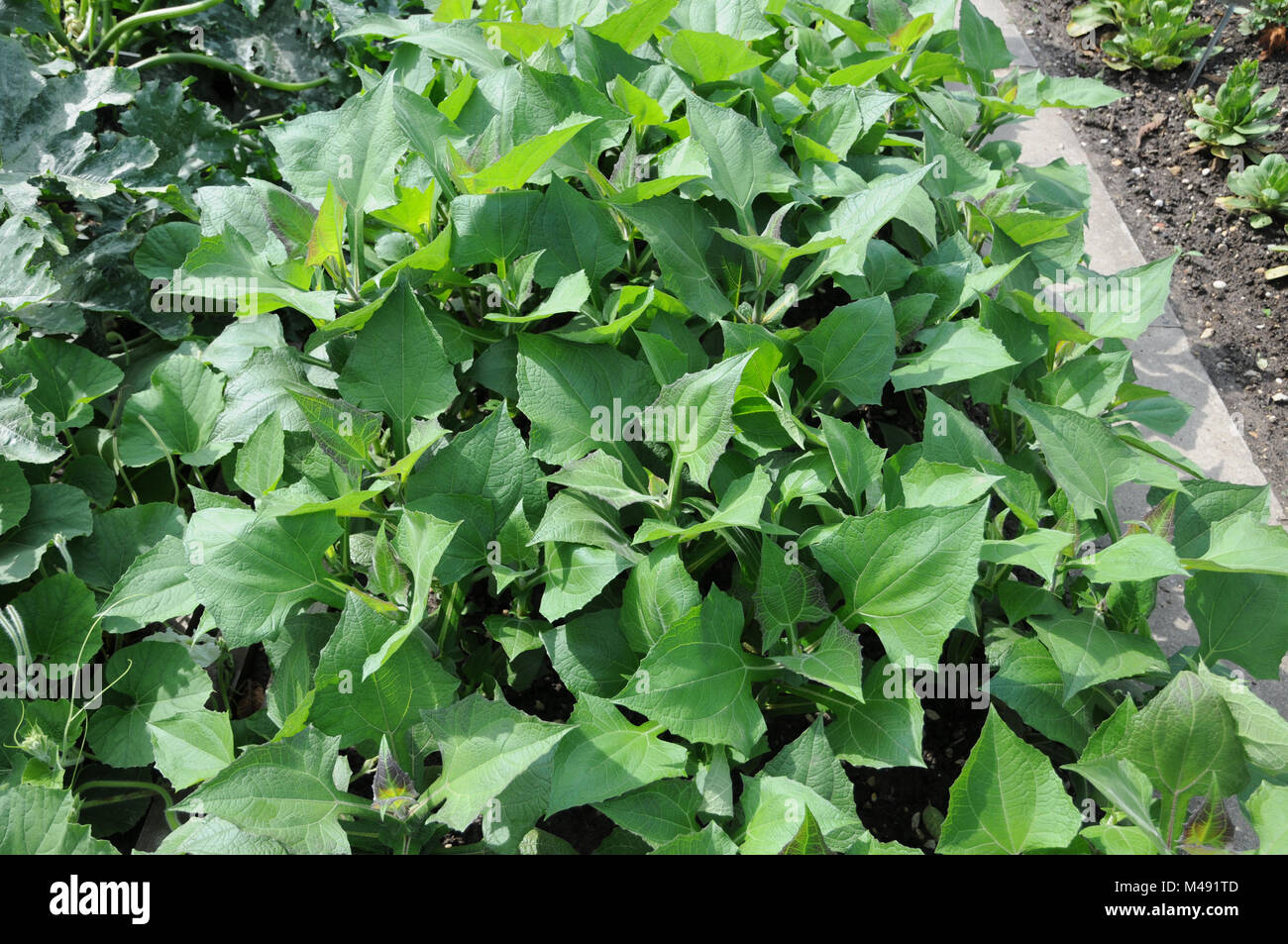 Smallanthus sonchifolius yacón, sol péruvien, apple Banque D'Images