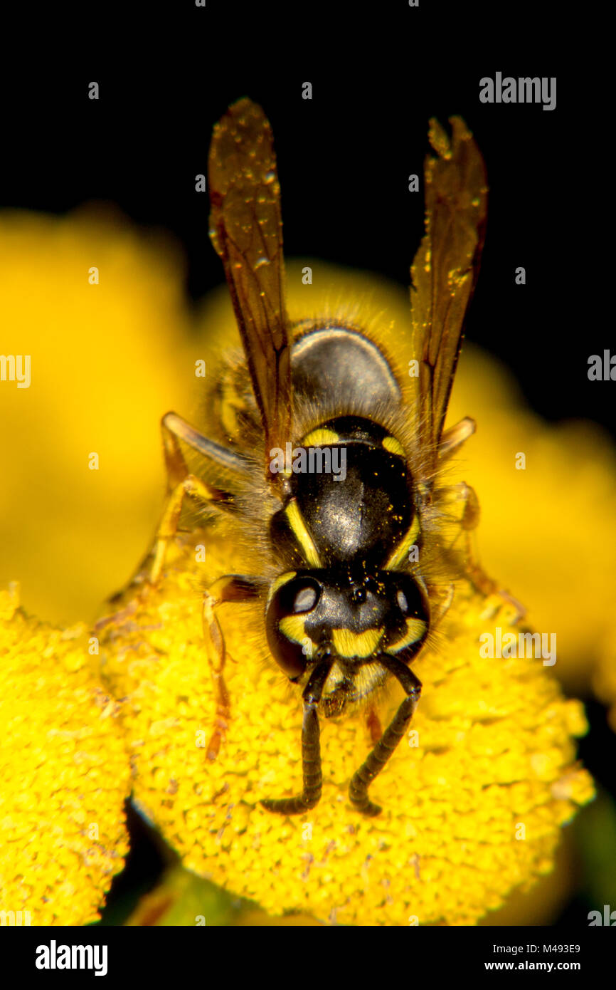 La coloration noire et jaune d'une guêpe Photo Stock Alamy — free download