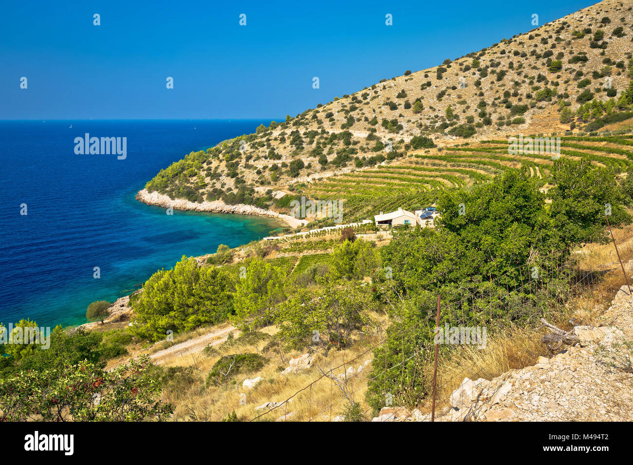 Vignoble et plage de côte de l'île de Brac Banque D'Images