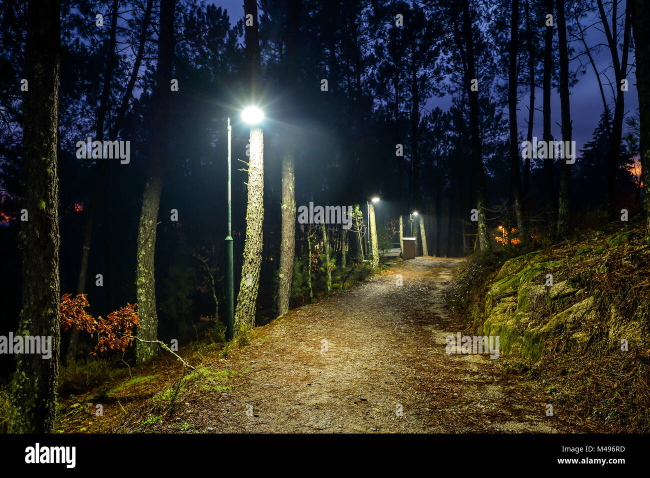 Un Chemin A Travers La Foret La Nuit Galice Espagne Photo Stock Alamy