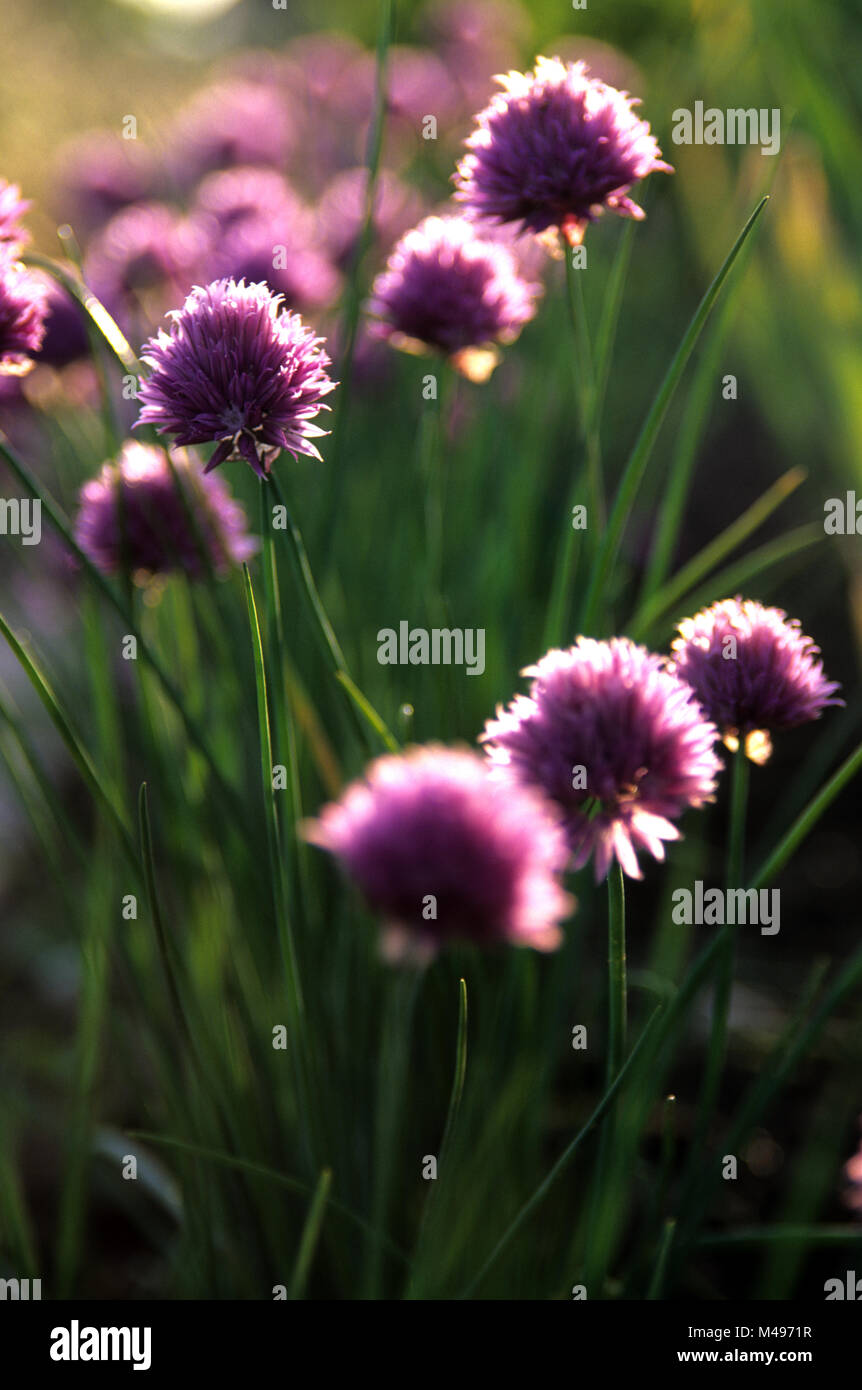 La ciboulette nom latin Allium schoenoprasum Banque D'Images