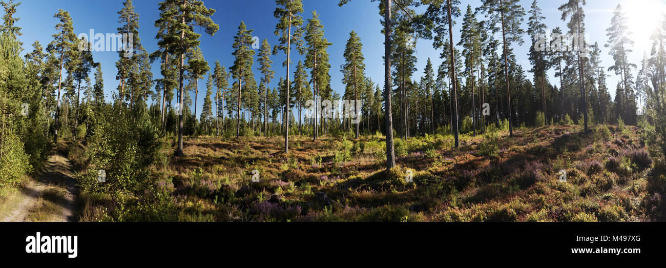 Fouga en Västergötland, Schweden Banque D'Images