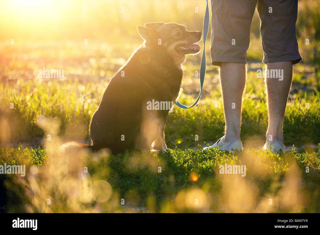 Un homme qui marche avec un chien debout dans le champ au coucher du soleil. L'homme tenant un chien en laisse et contemplant le coucher du soleil Banque D'Images