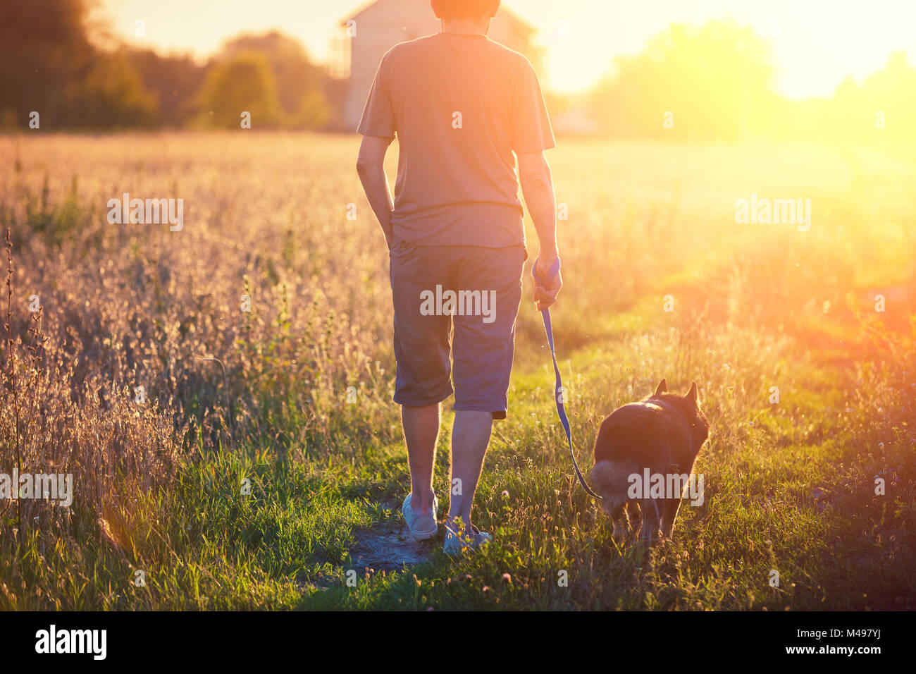 Un homme qui marche avec un chien sur le terrain au coucher du soleil. L'homme tenant un chien en laisse. Banque D'Images